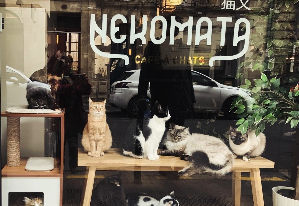 Nekomata, café à chat à bordeaux